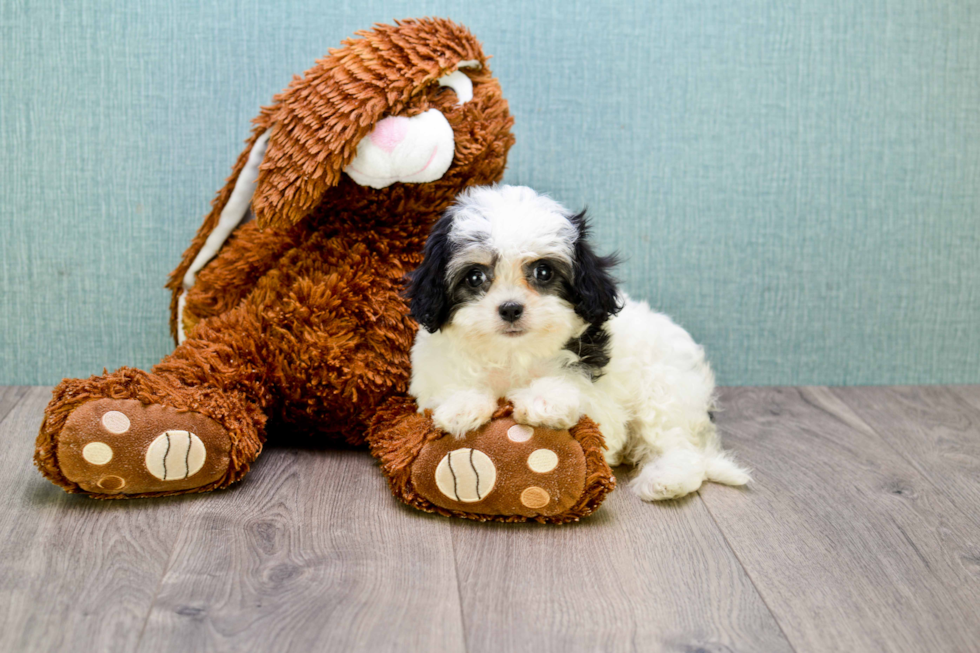 Small Cavachon Baby