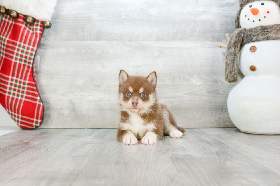 Adorable Mini Husky Designer Puppy