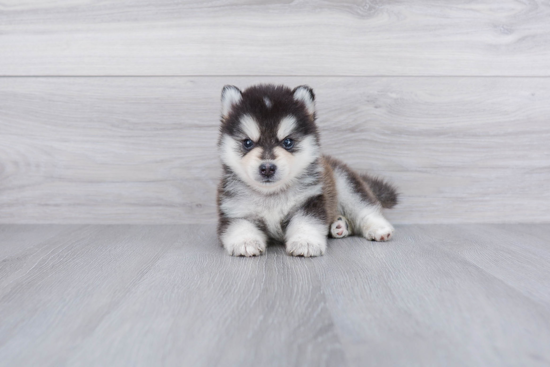 Adorable Mini Husky Designer Puppy