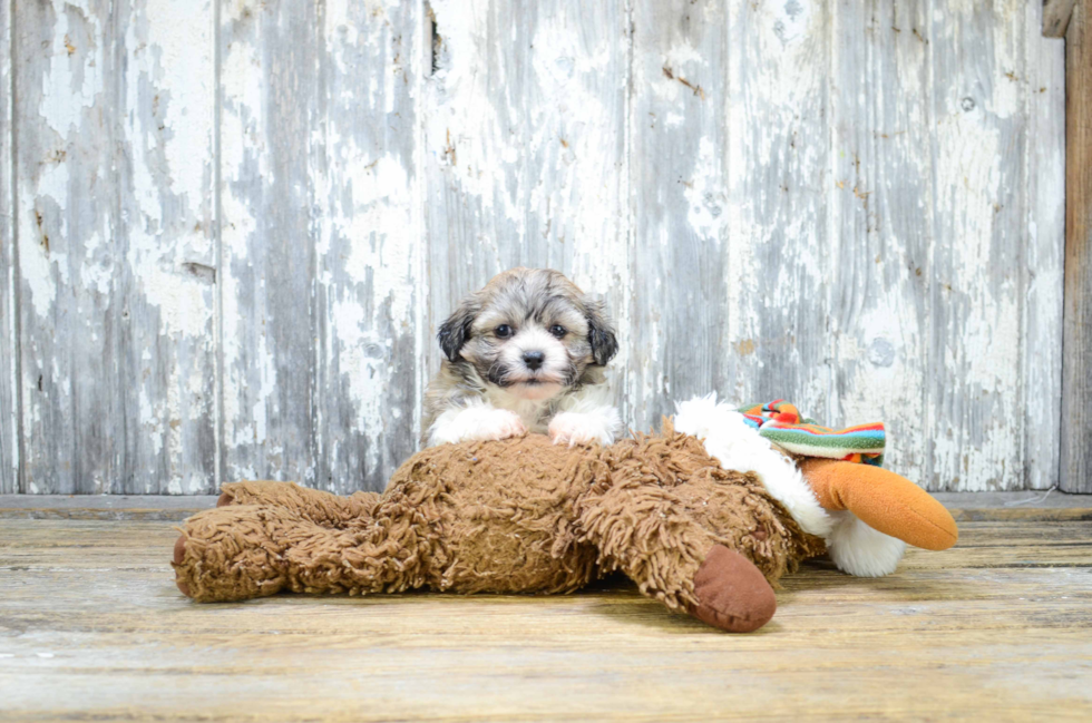 Teddy Bear Pup Being Cute