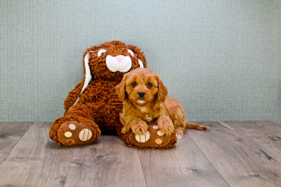 Cavapoo Puppy for Adoption