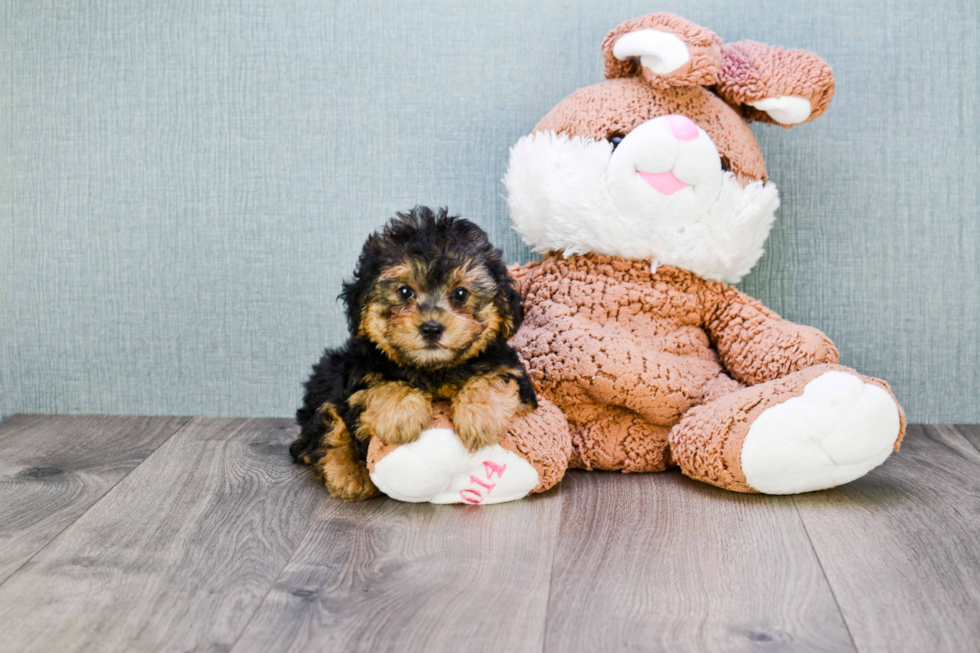 Smart Yorkie Poo Poodle Mix Pup