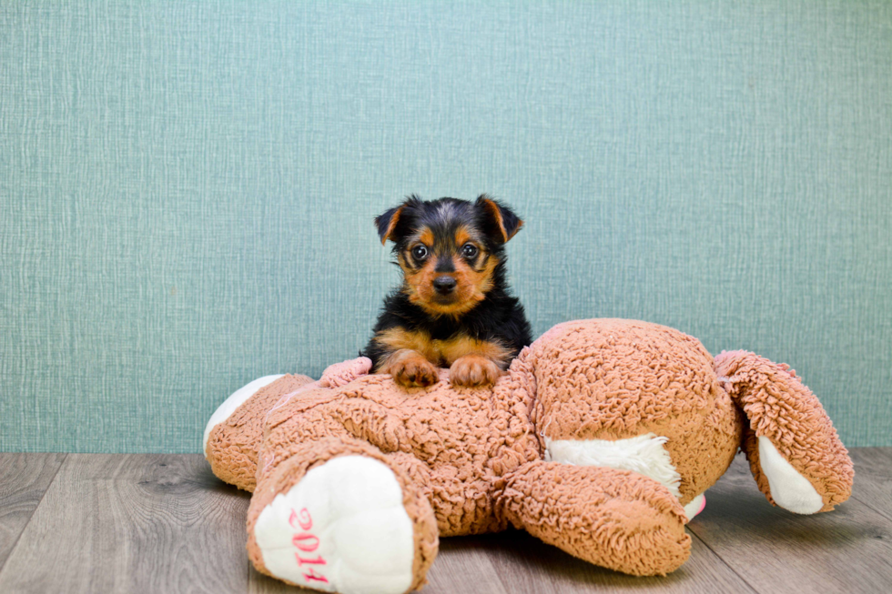 Meet Steph - our Yorkshire Terrier Puppy Photo 