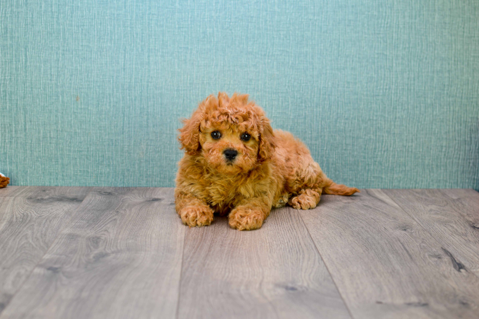 Best Cavapoo Baby