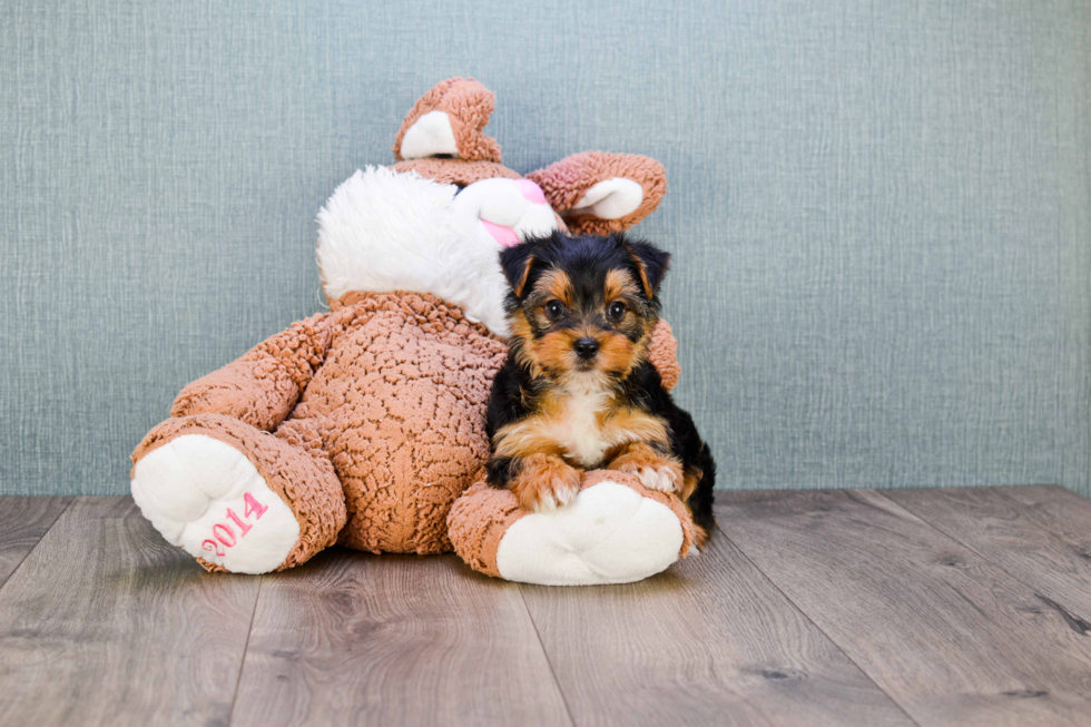 Meet Diddy - our Yorkshire Terrier Puppy Photo 