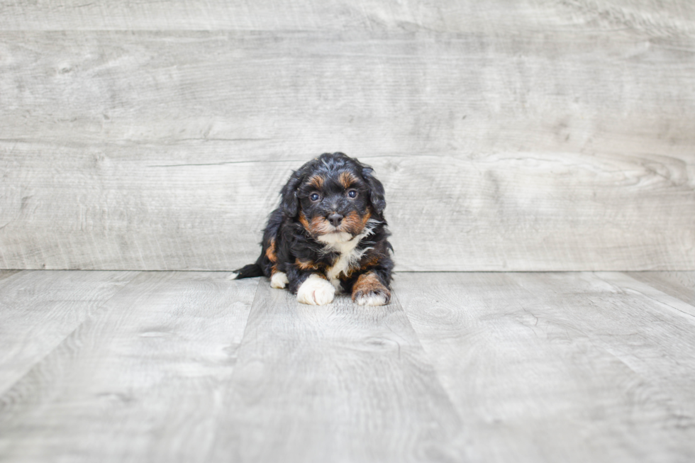 Best Mini Bernedoodle Baby