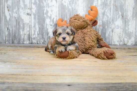 Little Yorkie Designer Puppy