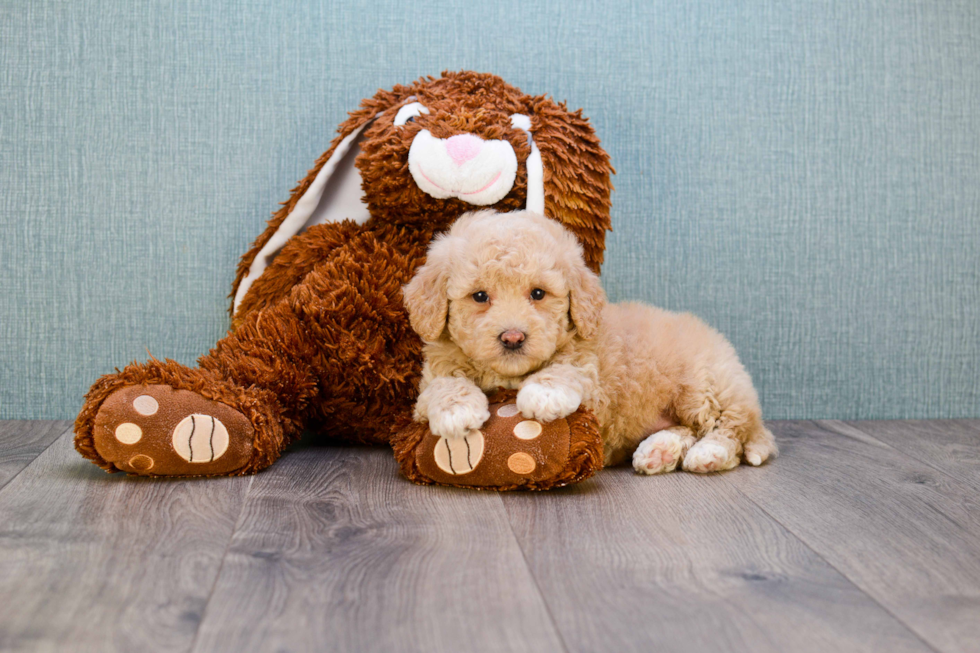 Playful Golden Retriever Poodle Mix Puppy