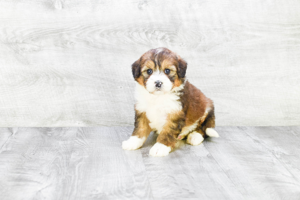 Hypoallergenic Mini Berniedoodle Poodle Mix Puppy