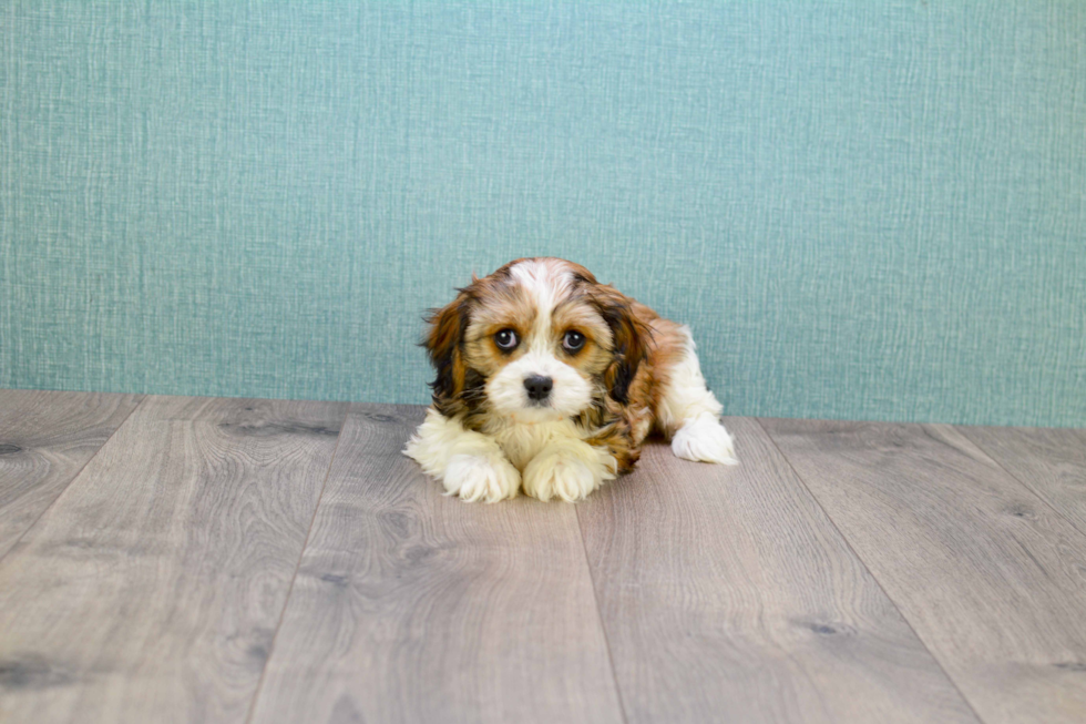 Meet Karl - our Cavachon Puppy Photo 