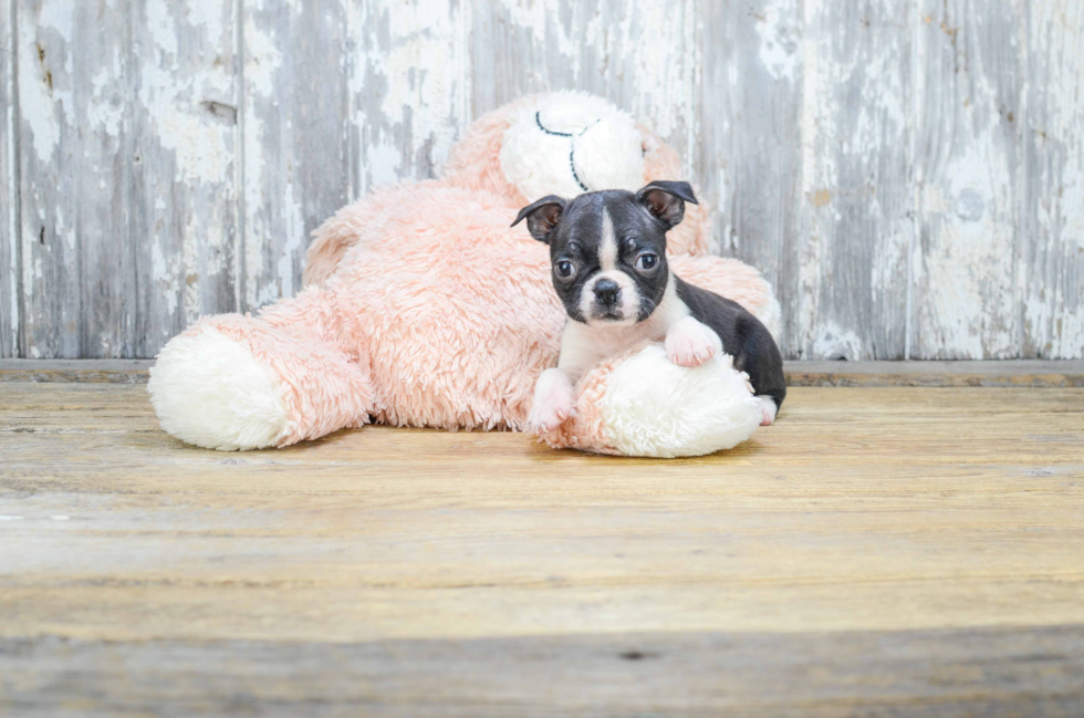 Best Boston Terrier Baby