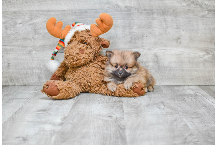 Cute Pomeranian Purebred Puppy