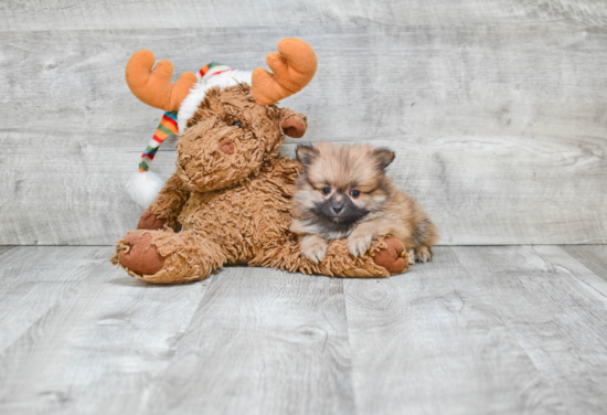 Cute Pomeranian Purebred Puppy