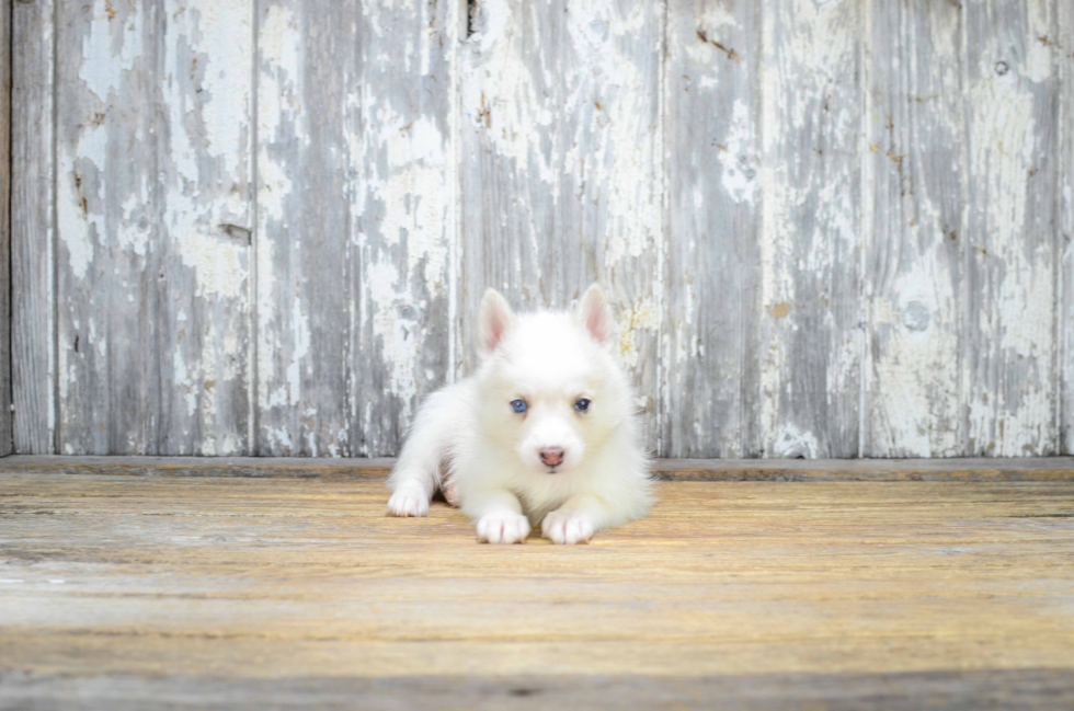 Little Mini Husky Designer Puppy