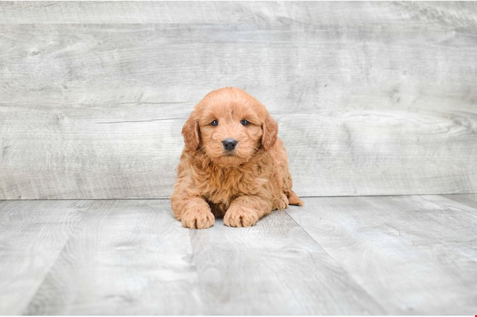 Mini Goldendoodle Pup Being Cute