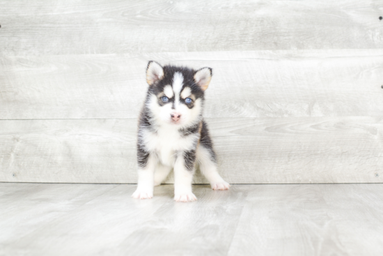 Petite Pomsky Designer Pup