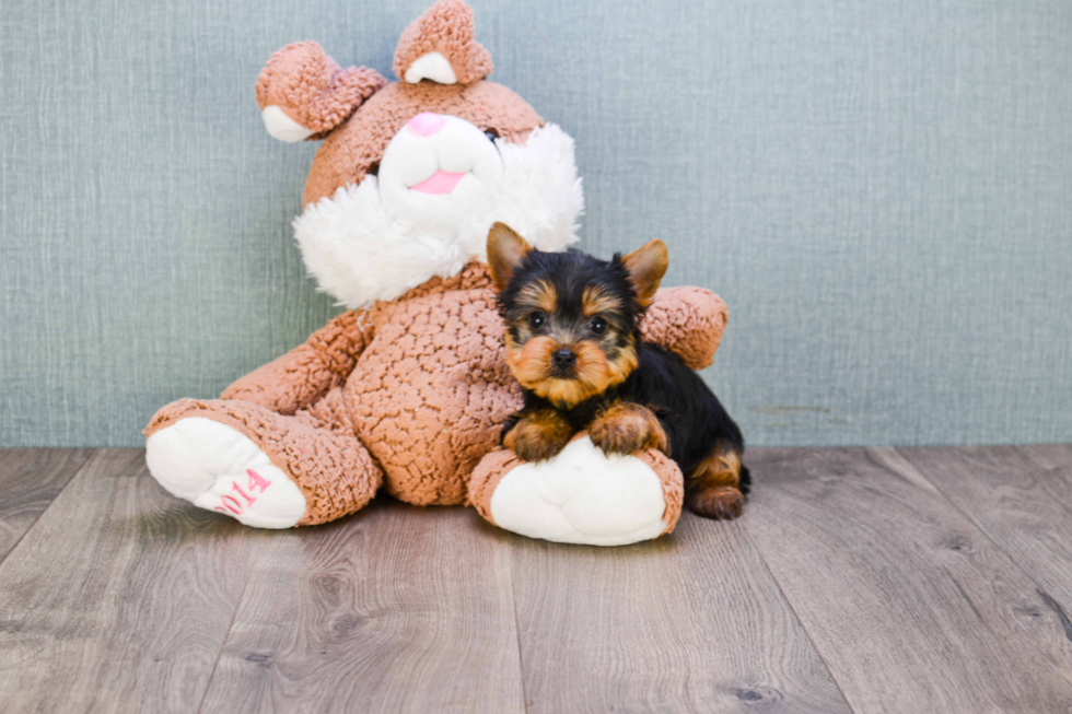 Meet Rascal - our Yorkshire Terrier Puppy Photo 