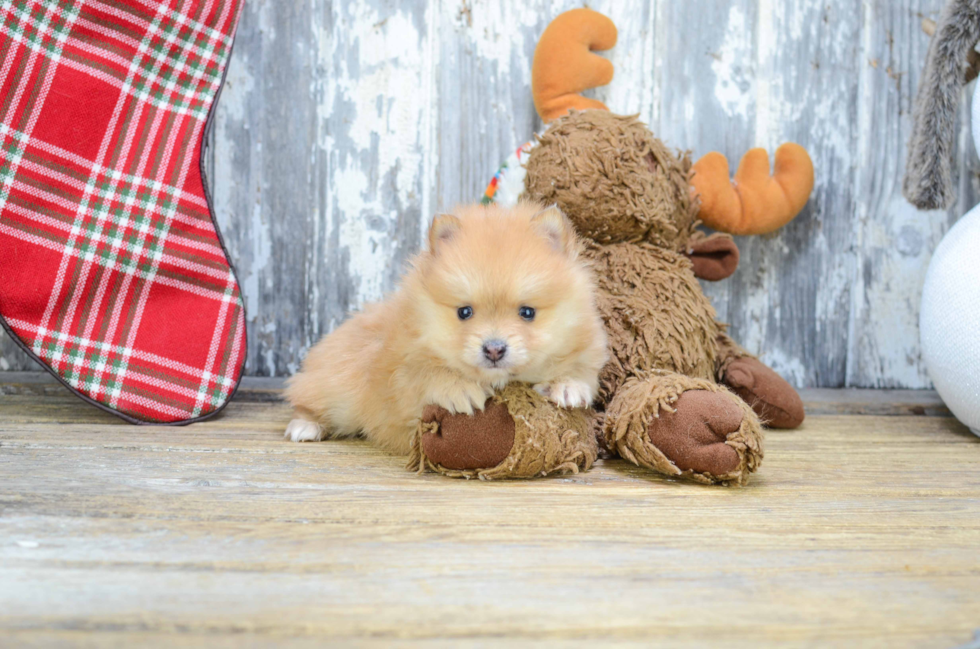 Pomeranian Pup Being Cute