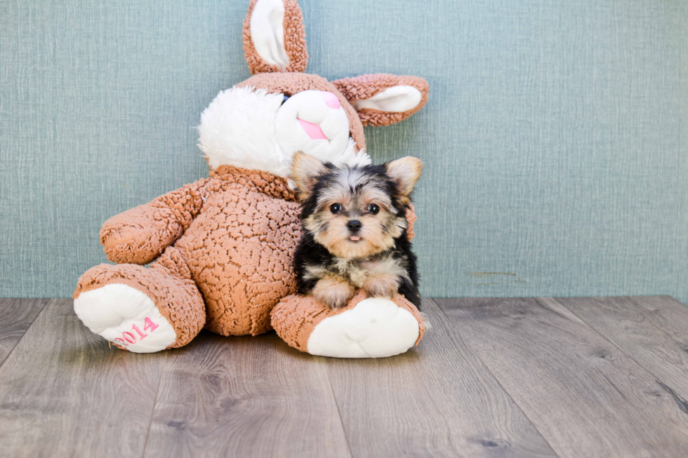 Morkie Puppy for Adoption