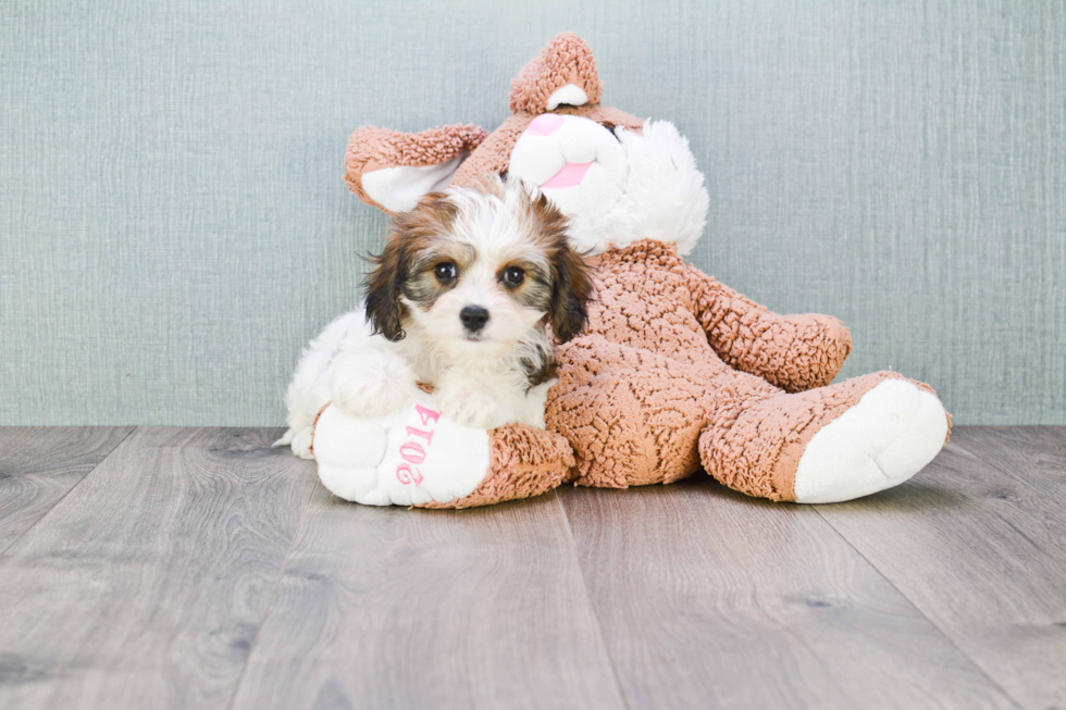 Best Cavachon Baby