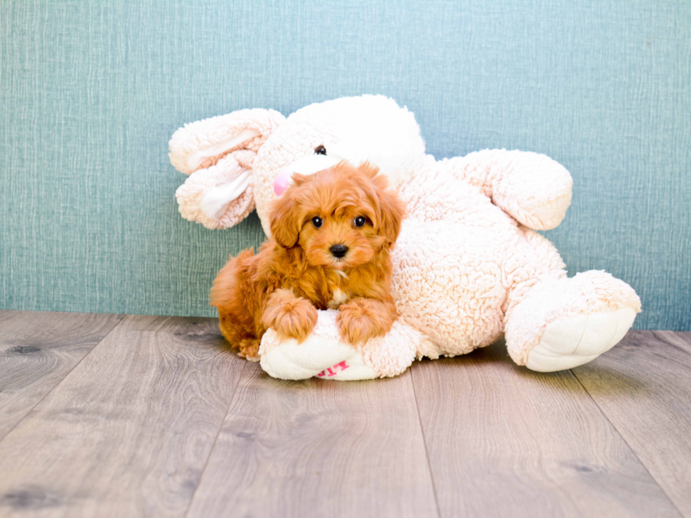 Best Cavapoo Baby