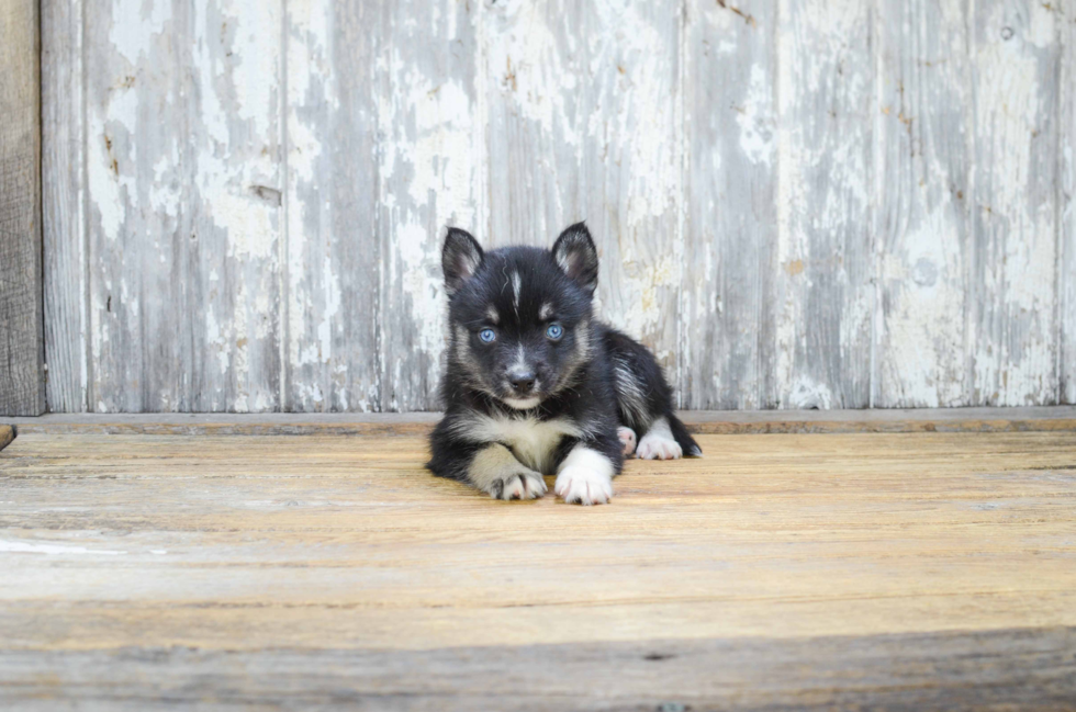 Pomsky Pup Being Cute