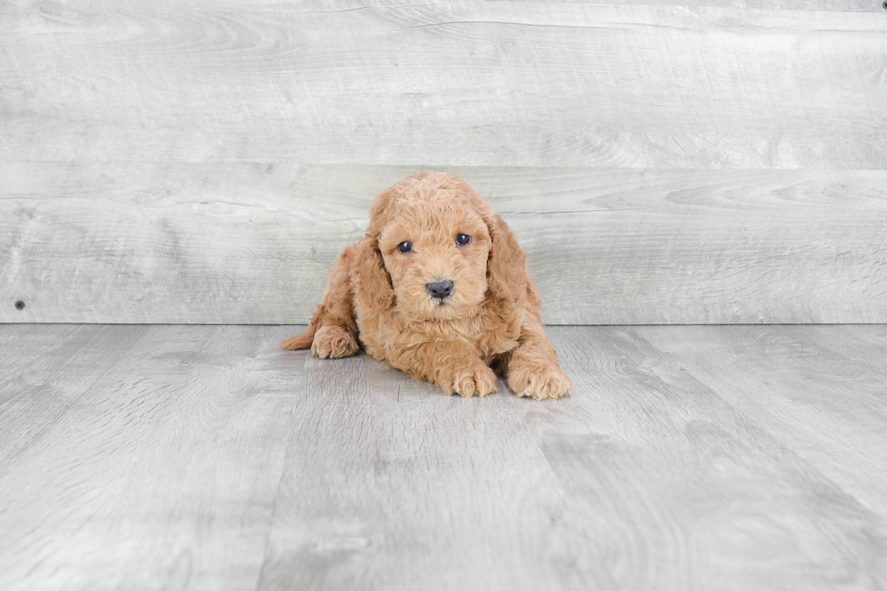 Small Mini Goldendoodle Baby