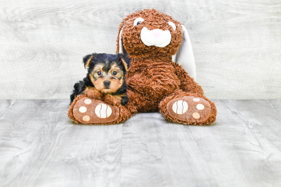 Meet Timmy - our Yorkshire Terrier Puppy Photo 