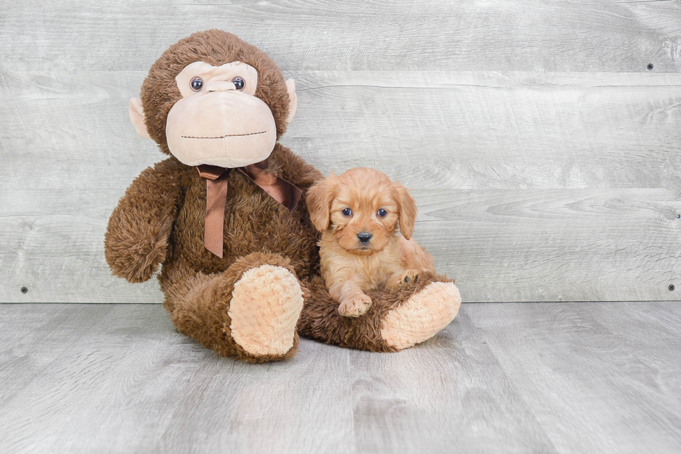 Fluffy Cavapoo Poodle Mix Pup