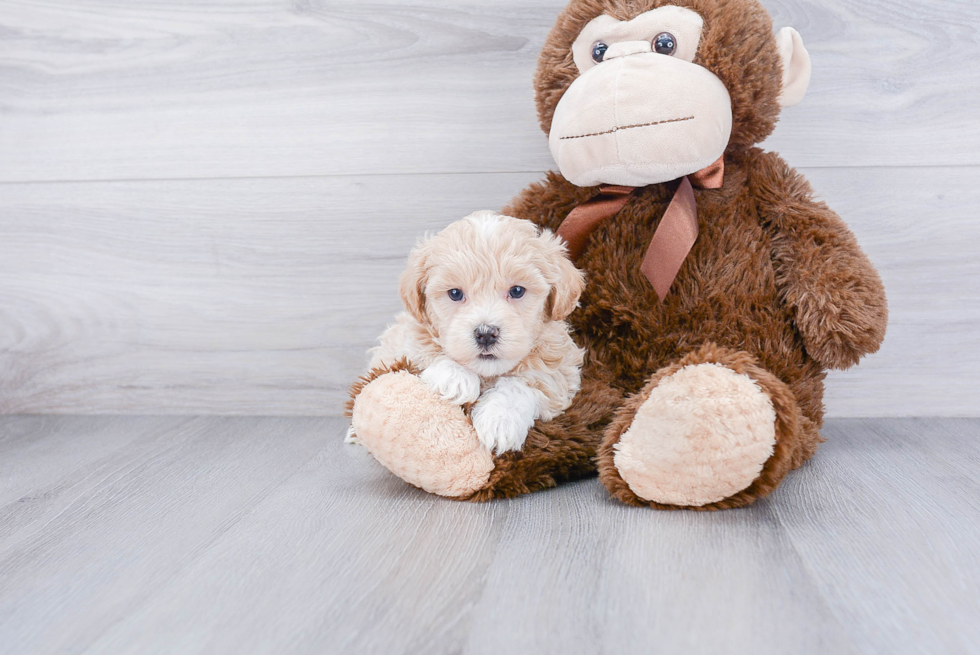 Best Maltipoo Baby