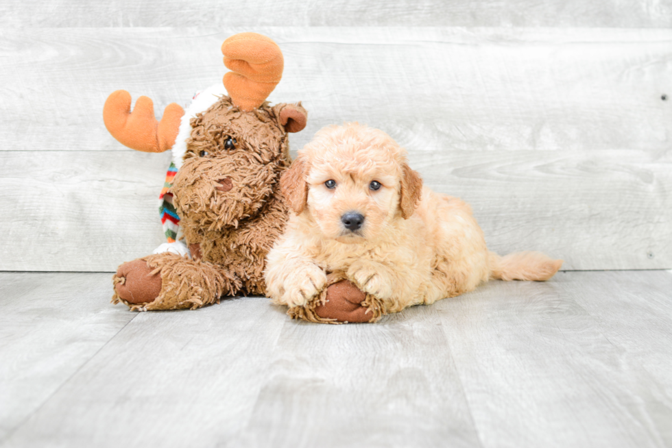 Mini Goldendoodle Pup Being Cute