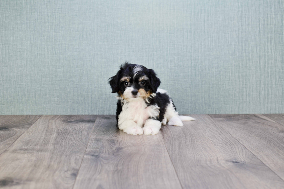 Happy Cavachon Baby