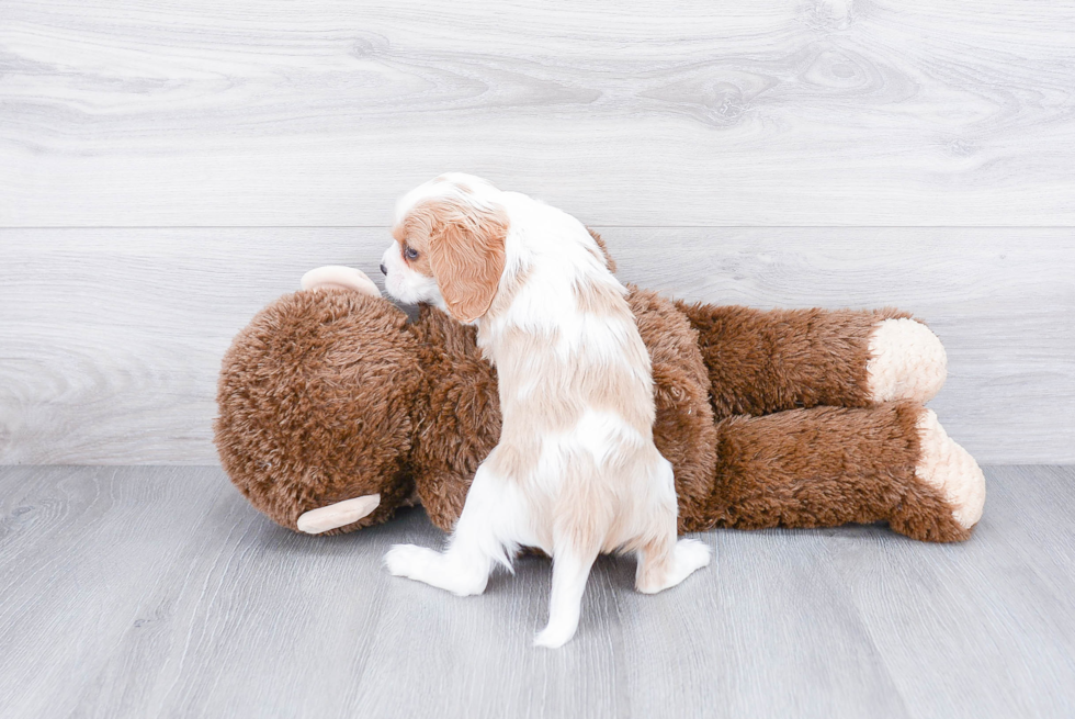 Popular Cavalier King Charles Spaniel Purebred Pup