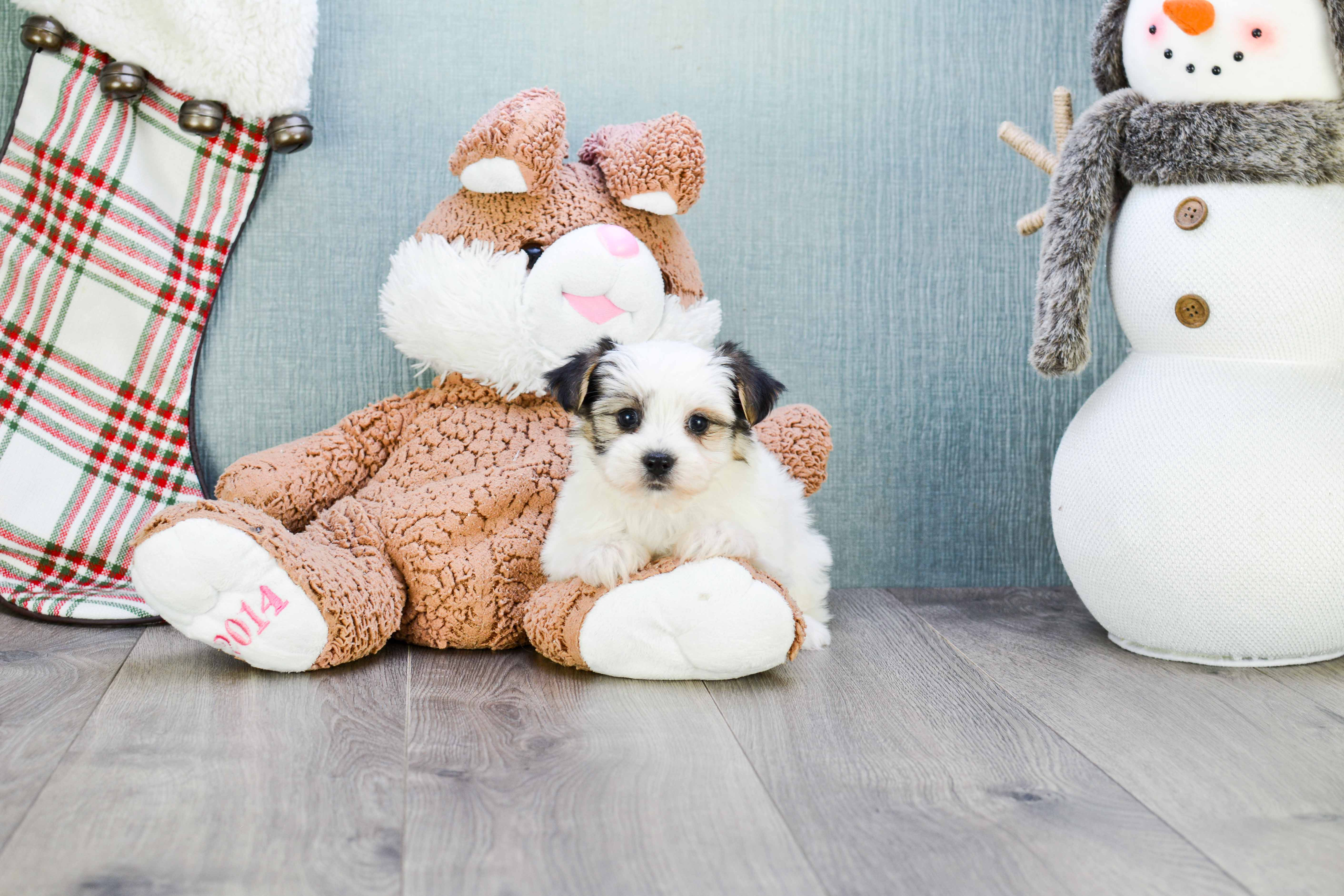 Morkie Pup Being Cute