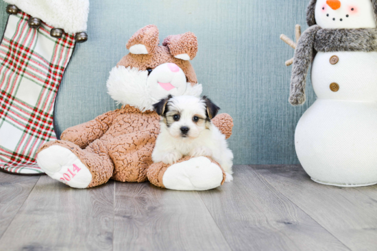 Morkie Pup Being Cute