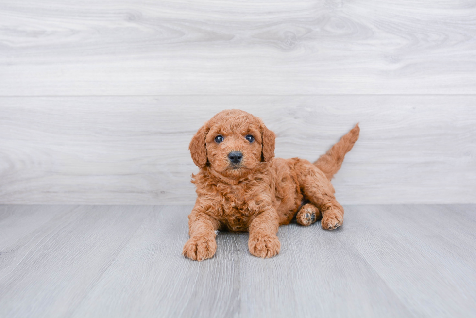 Mini Goldendoodle Pup Being Cute