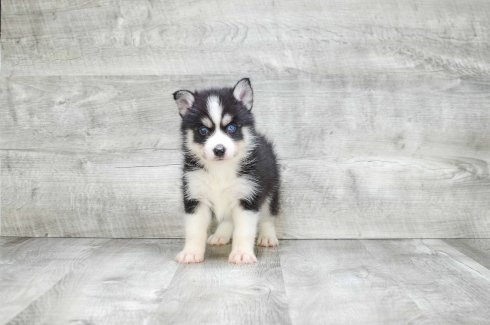 Pomsky Pup Being Cute