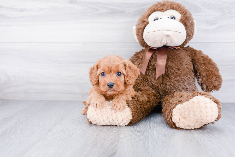 Cavapoo Pup Being Cute