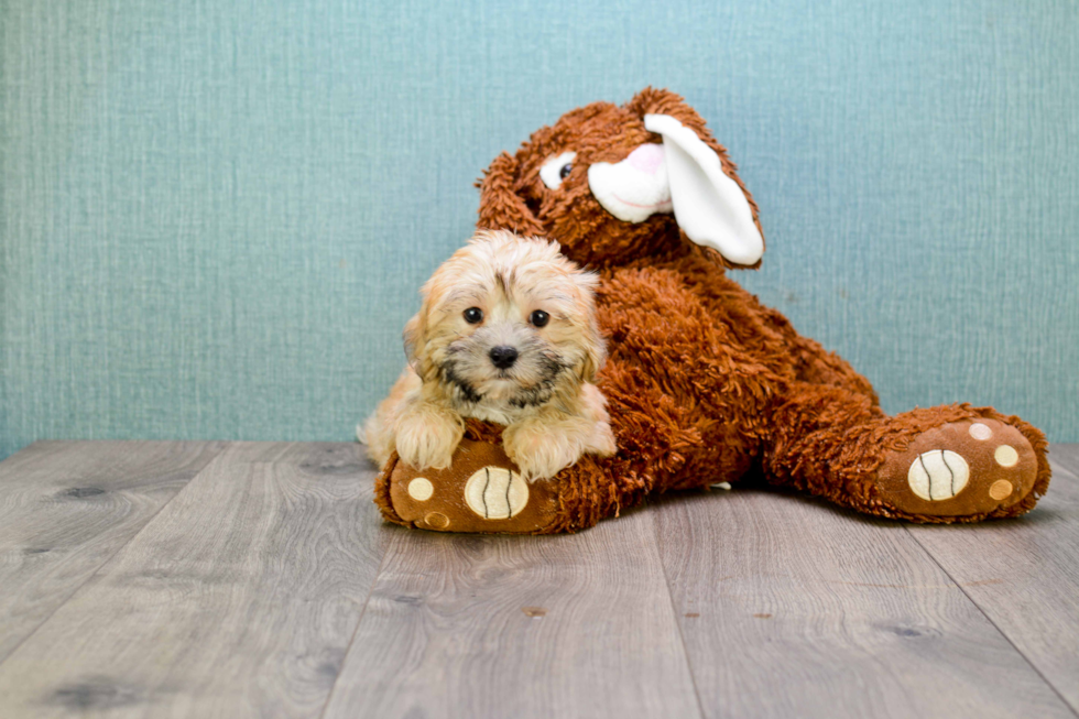 Hypoallergenic Yorkie Designer Puppy