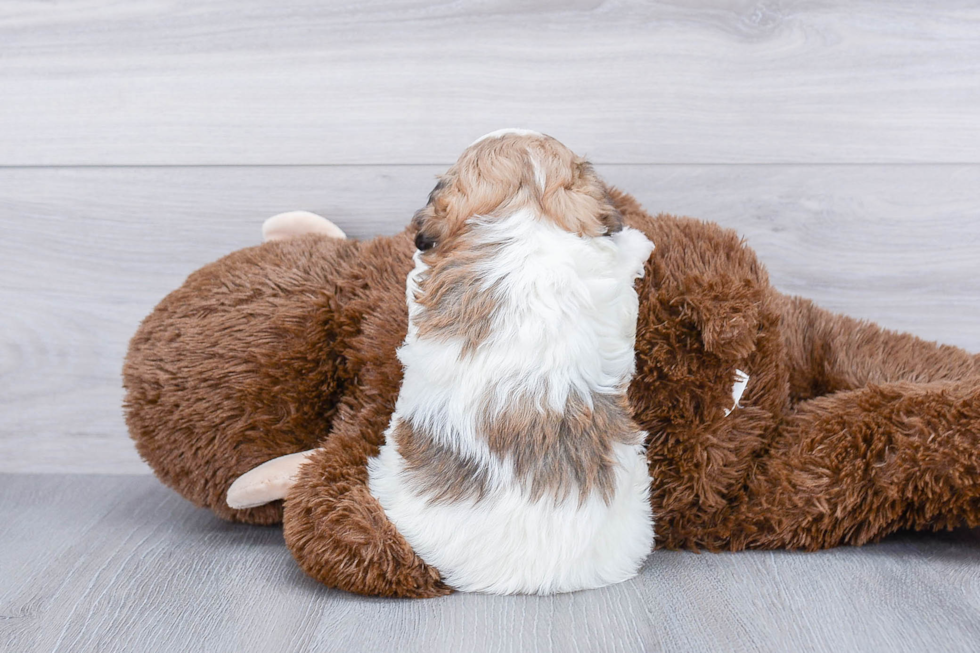 Smart Teddy Bear Designer Pup