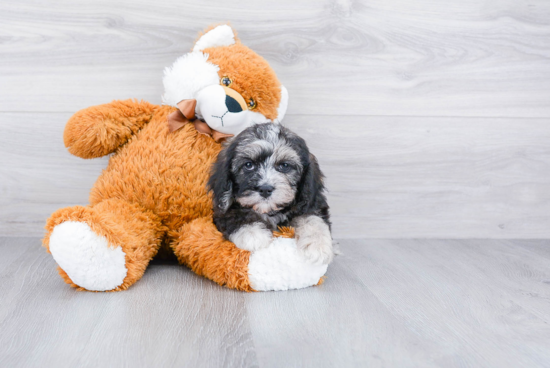 Sweet Cockapoo Baby