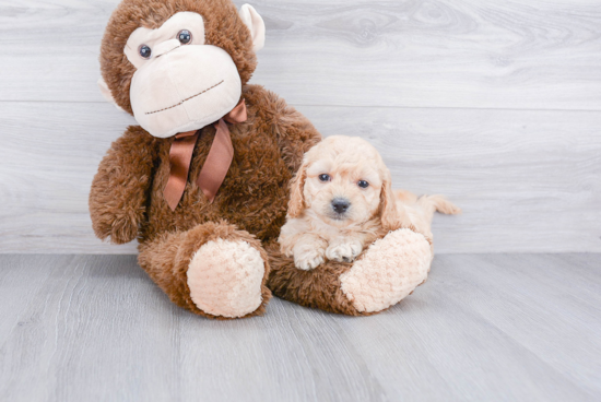 Little Golden Retriever Poodle Mix Puppy