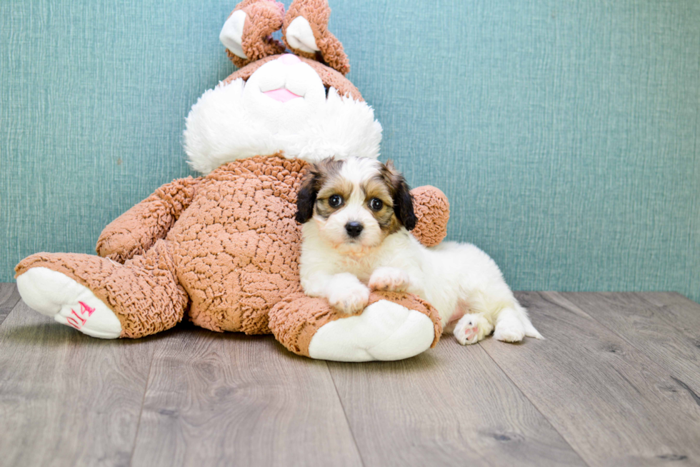 Petite Cavachon Designer Pup