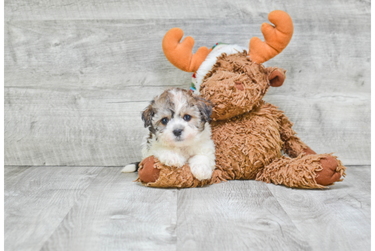 Little Havanese Purebred Pup