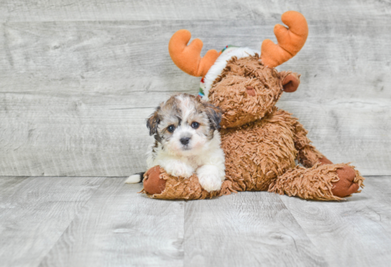 Little Havanese Purebred Pup