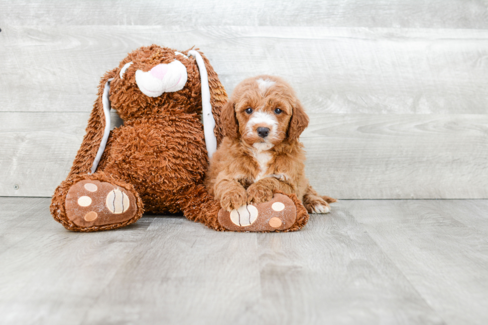 Best Mini Goldendoodle Baby