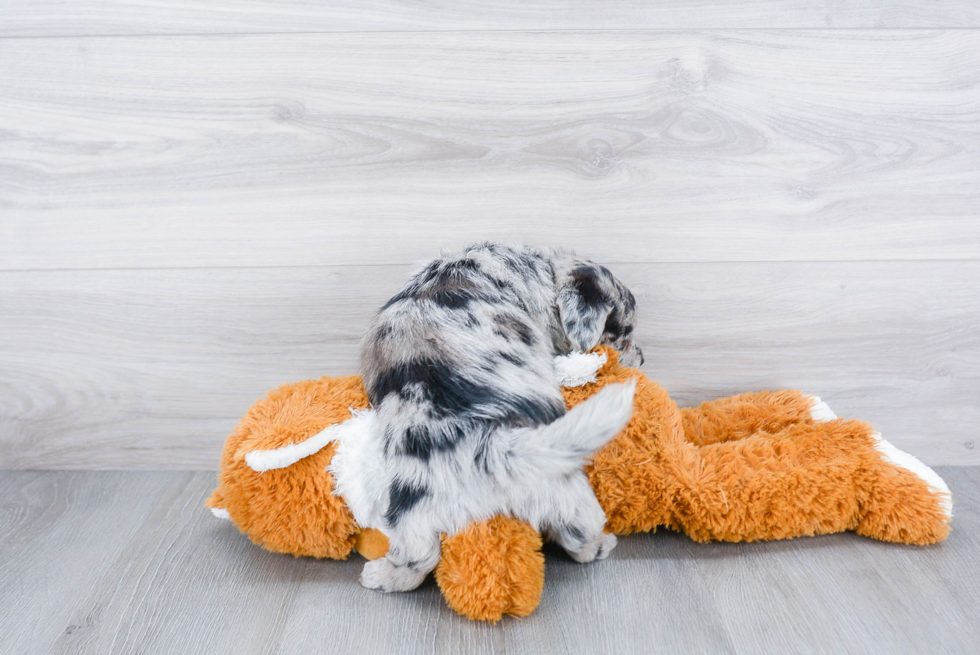 Mini Aussiedoodle Puppy for Adoption