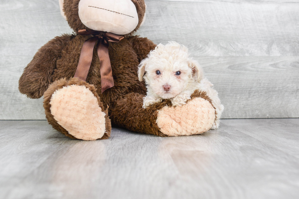 Fluffy Pudle Purebred Puppy