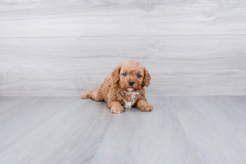 Cavapoo Pup Being Cute