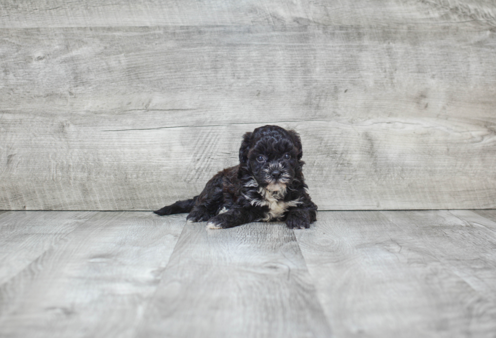 Maltipoo Puppy for Adoption